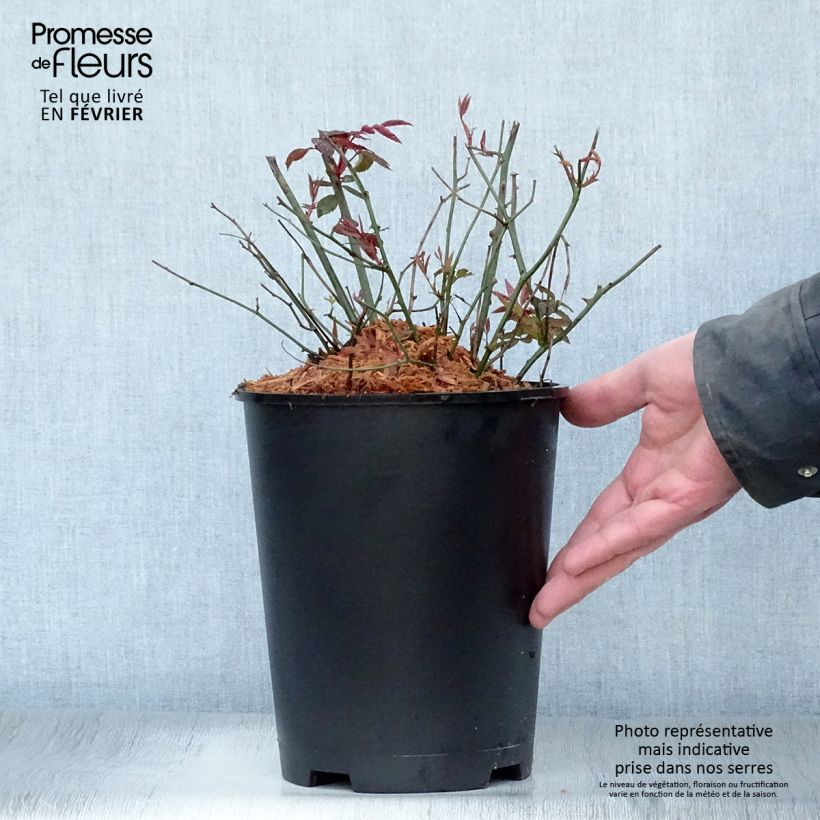 Rosa cinese Mutabilis Vaso da 4L/5L esemplare consegnato in inverno