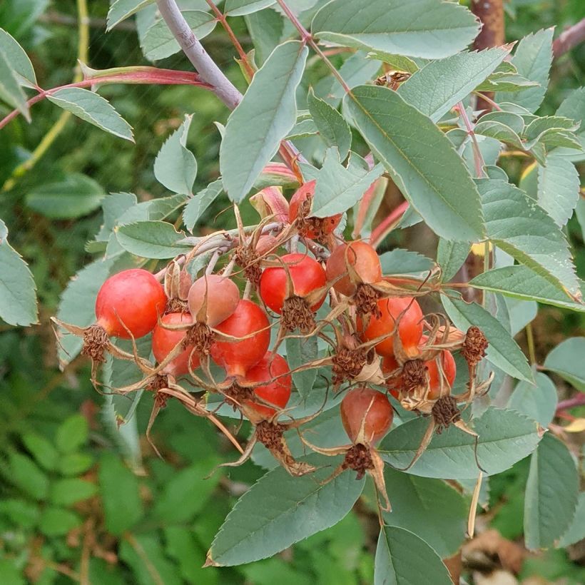 Rosa glauca - Rosa paonazza (Raccolta)