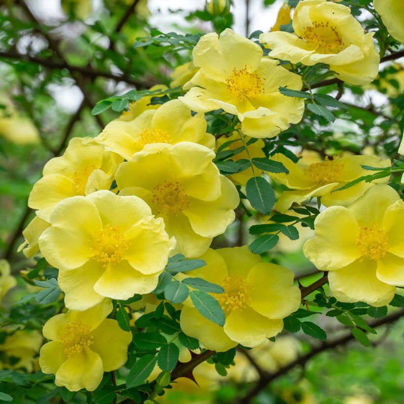 Rosa hugonis - Rosa botanico (Fioritura)