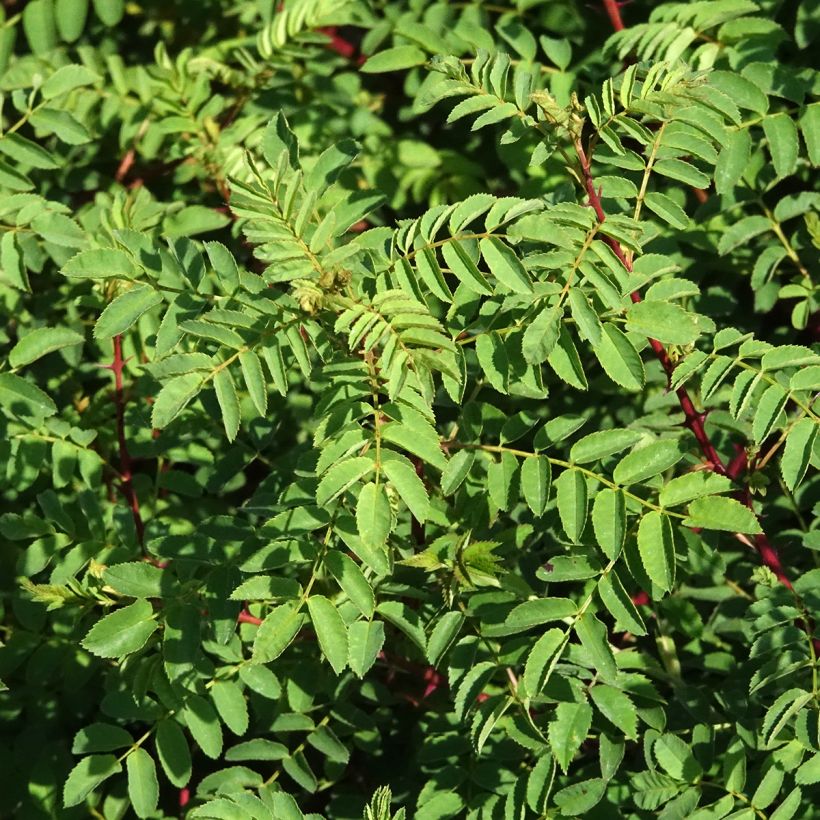 Rosa hugonis - Rosa botanico (Fogliame)