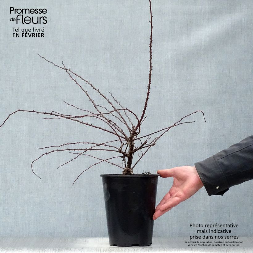 Rosa hugonis - Rosa botanico Vaso da 3L/4L esemplare consegnato in inverno