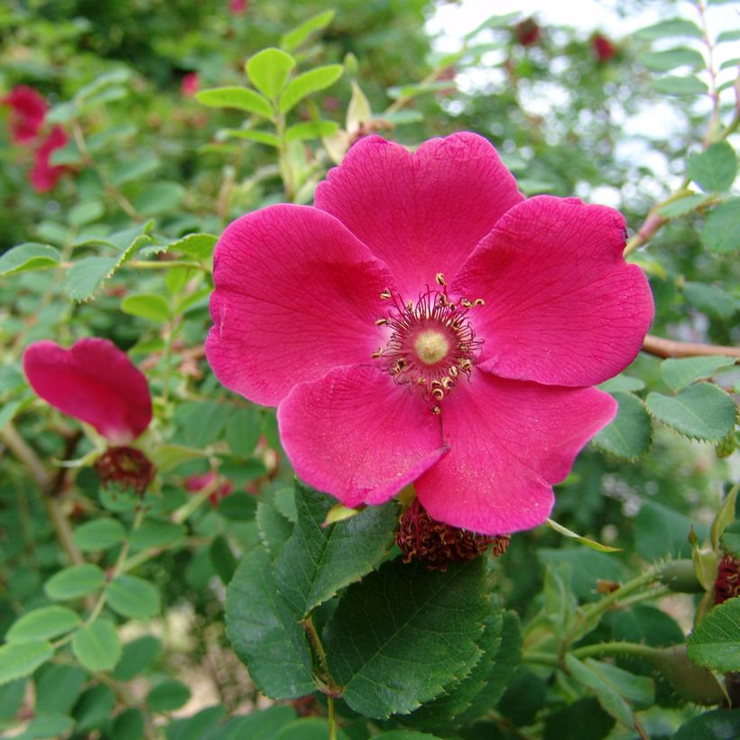 Rosa moyesii Geranium - Rose antica (Fioritura)