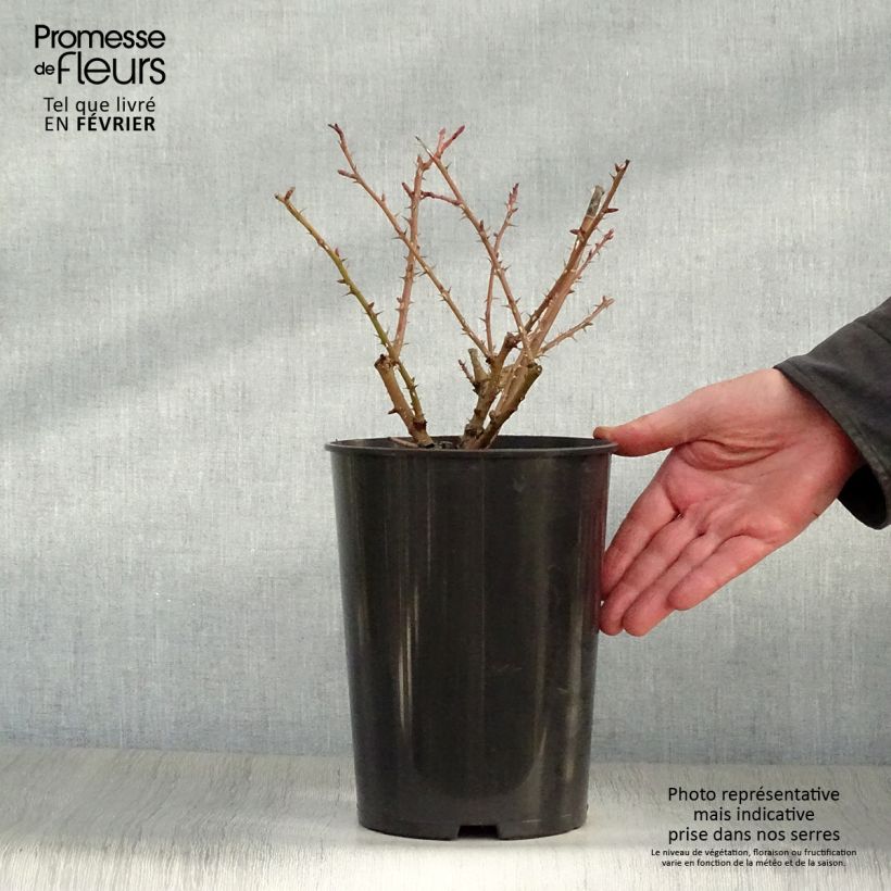 Rosa moyesii Geranium - Rose antica Vaso da 3L/4L esemplare consegnato in inverno