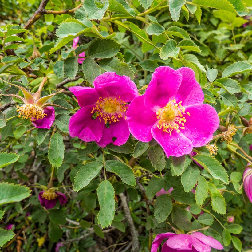 Rosa nitida - Rosa botanico (Fioritura)
