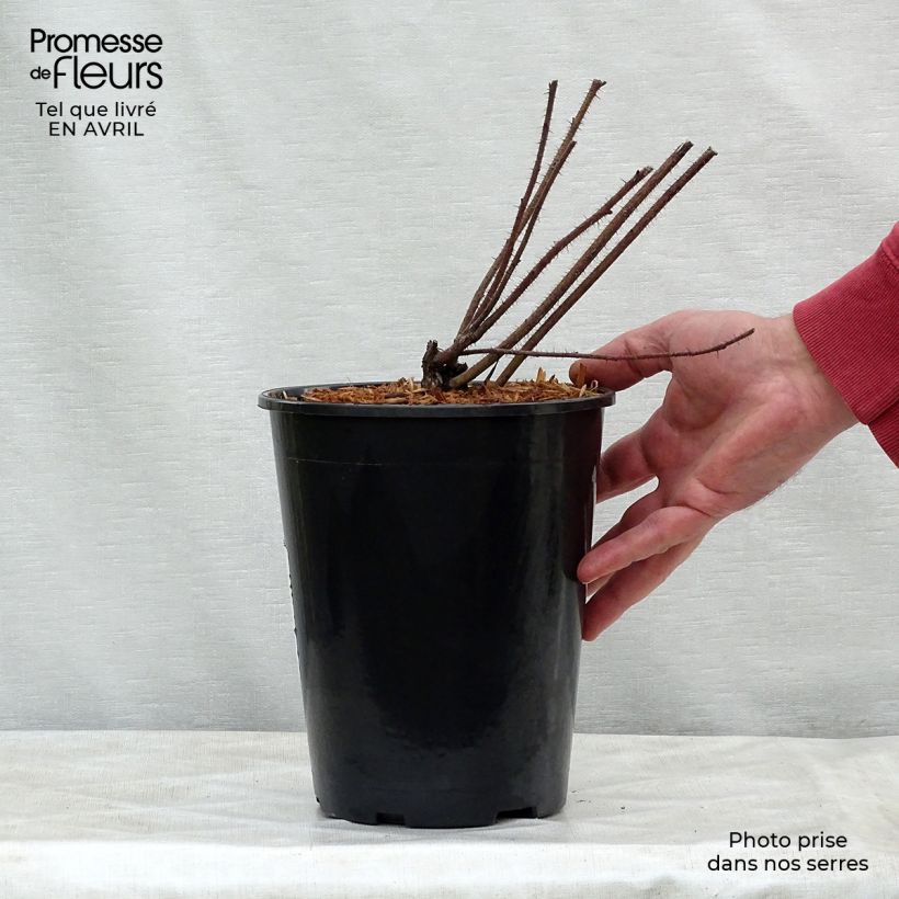 Rosa nitida - Rosa botanico Vaso da 2L/3L esemplare consegnato in primavera
