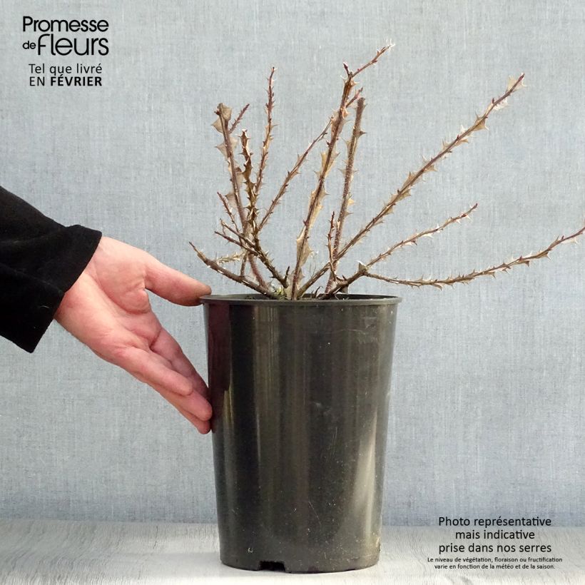 Rosa omeiensis Pteracantha - Rosa botanico Vaso da 4L/5L esemplare consegnato in inverno