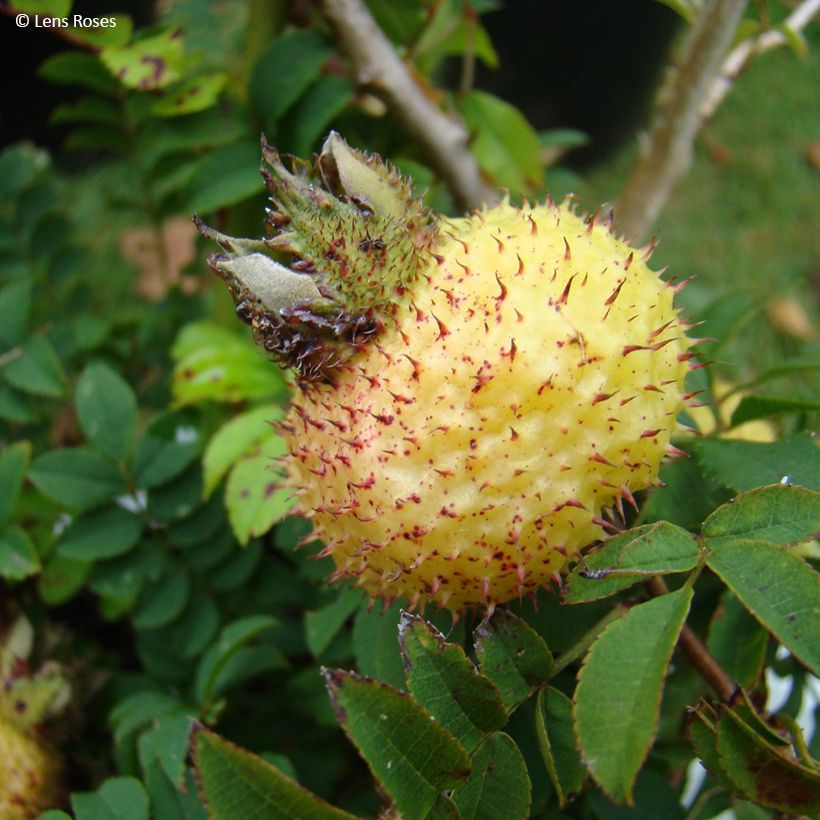 Rosa roxburghii Lampion (Raccolta)