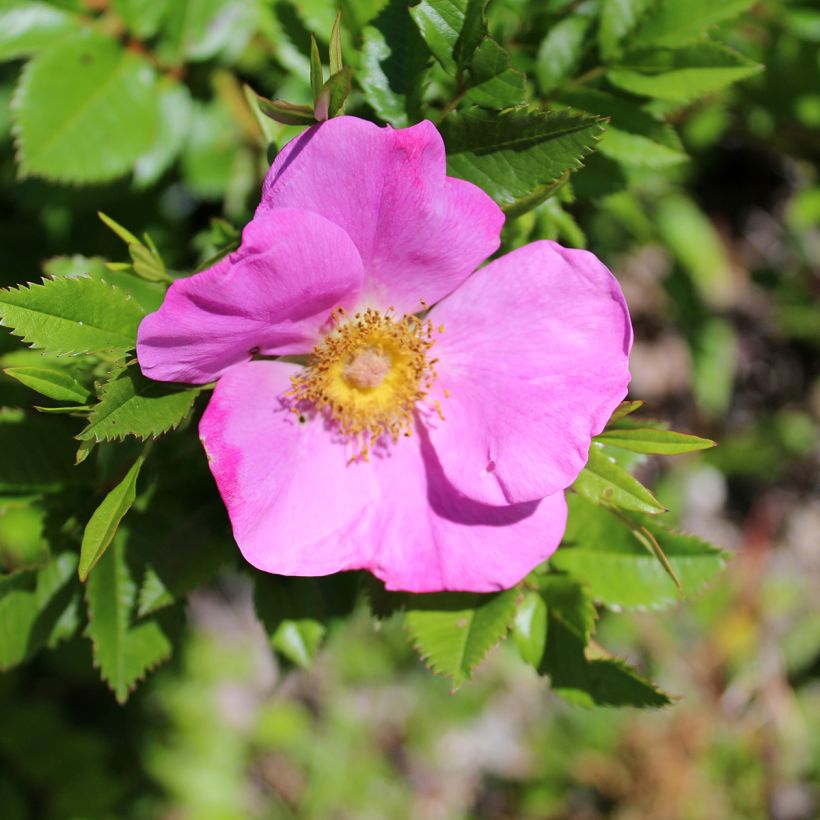 Rosa virginiana (Fioritura)