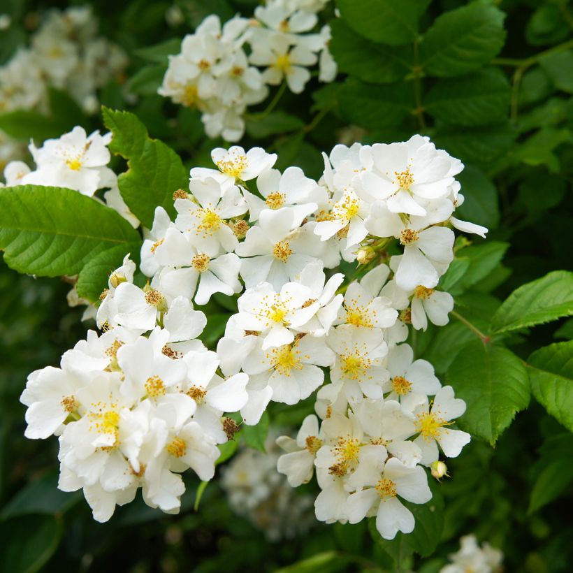 Rosa multiflora - Rosa botanico rampicante (Fioritura)