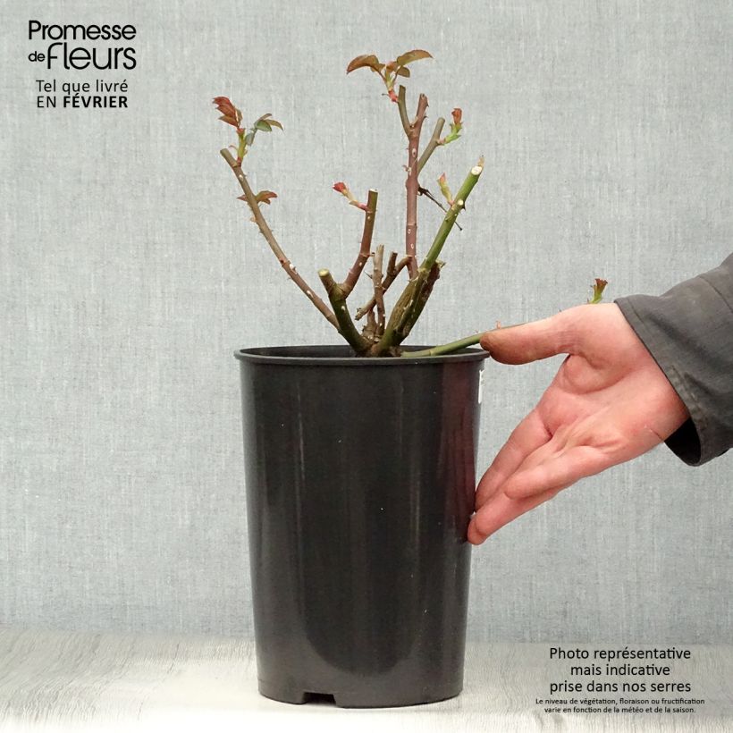 Rosa polyantha Rosier buisson Eisvogel Vaso da 4L/5L esemplare consegnato in inverno