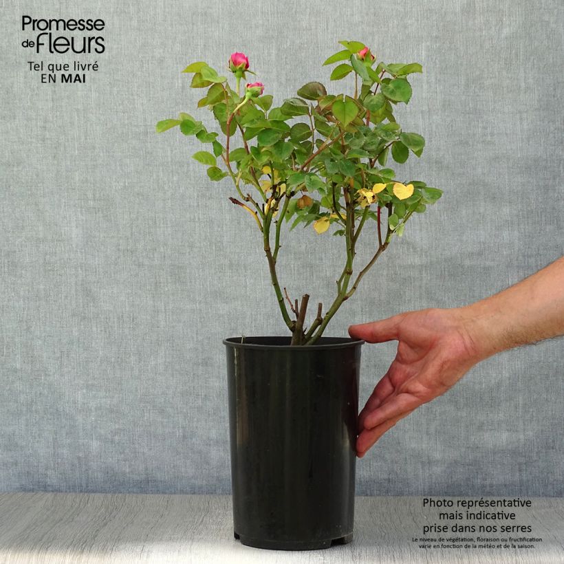 Rosa polyantha Rosier buisson Eisvogel Vaso da 4L/5L esemplare consegnato in primavera