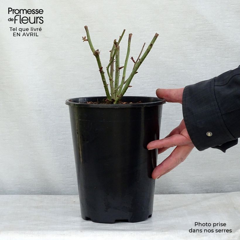 Rosa polyantha Kaffe Fassett Vaso da 2L/3L esemplare consegnato in primavera