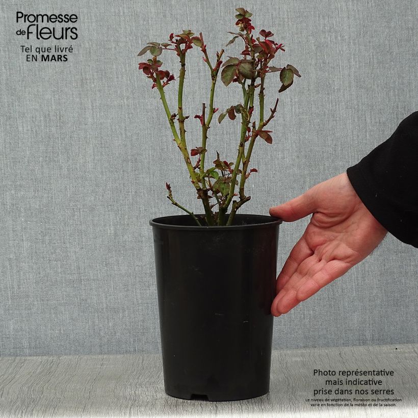 Rosa polyantha Kaffe Fassett Vaso da 2L/3L esemplare consegnato in inverno