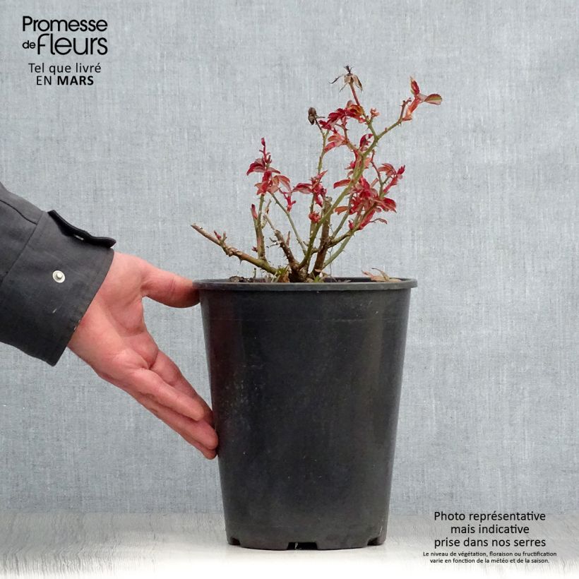 Rosa tappezzante Amber Sun Vaso da 2L/3L esemplare consegnato in primavera