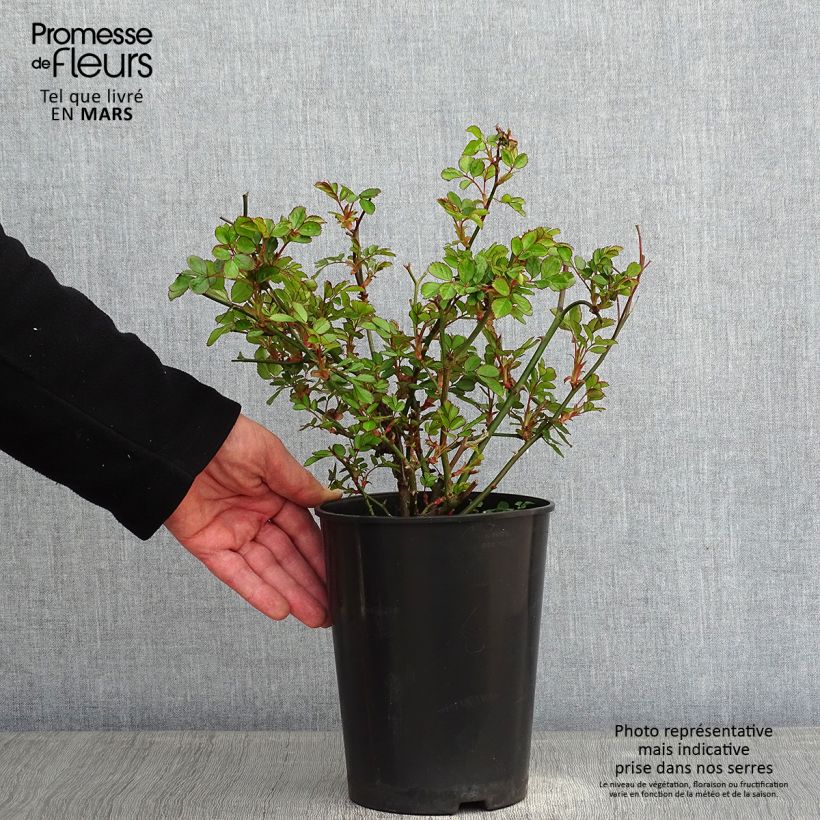 Rosa tappezzante Rigo Rosen Amica Vaso da 3L/4L esemplare consegnato in inverno