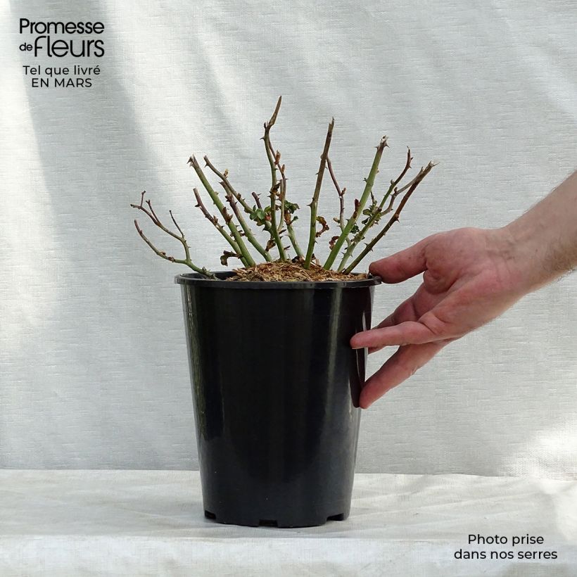 Rosa tappezzante Country Dream Vaso da 3L/4L esemplare consegnato in primavera