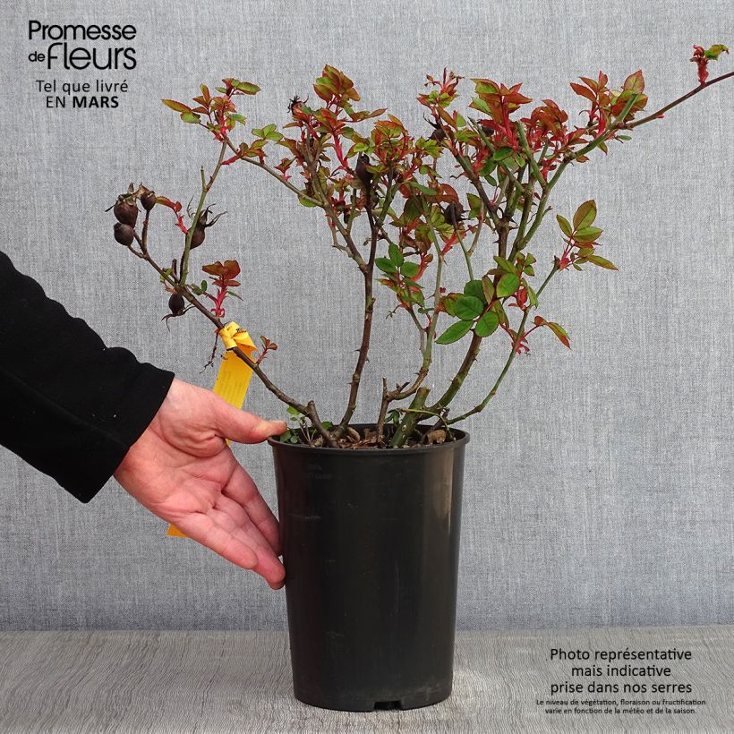 Rosa tappezzante Knock Out Radrazz Vaso da 4L/5L esemplare consegnato in inverno