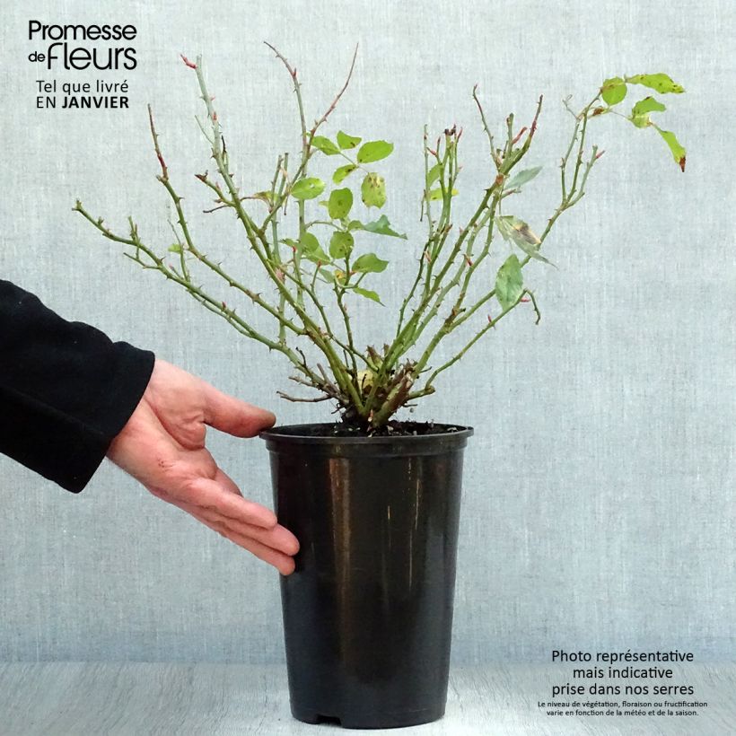 Rosa tappezzante Larissa Vaso da 3L/4L esemplare consegnato in inverno