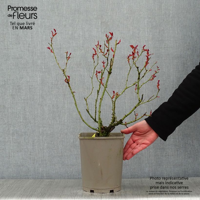 Rosa tappezzante Mainaufeuer Vaso da 4L/5L esemplare consegnato in inverno