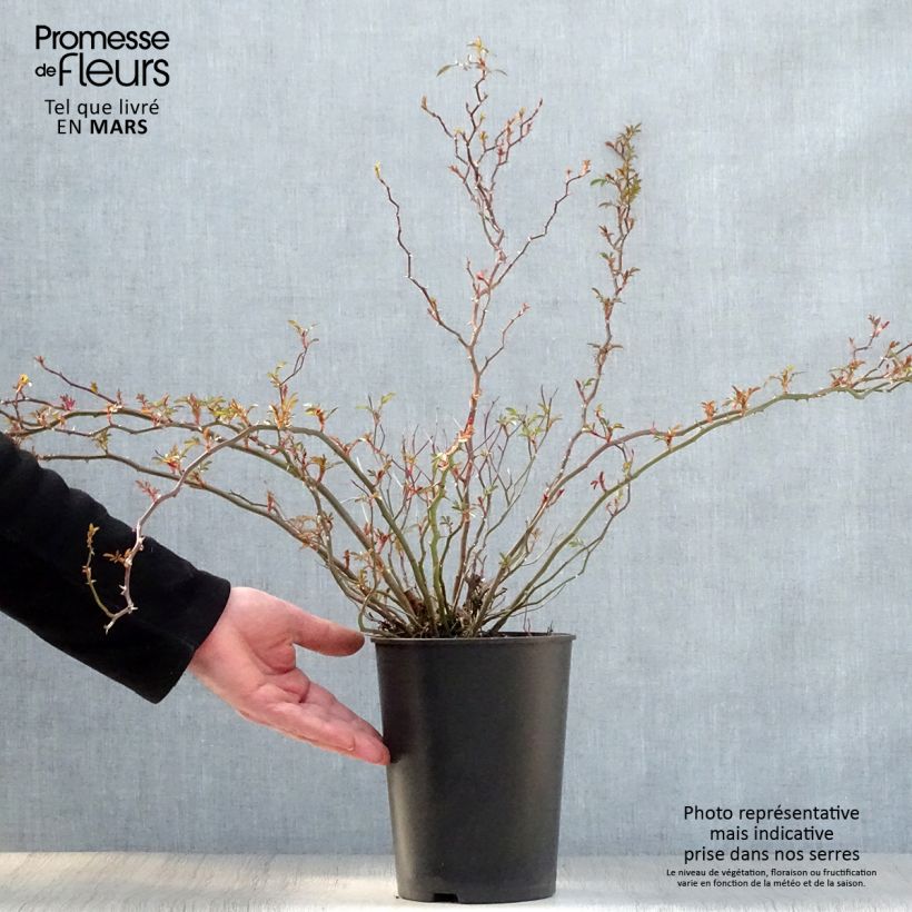 Rosa tappezzante Nozomi Vaso da 1L/1,5L esemplare consegnato in primavera