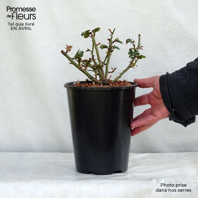 Rosa tappezzante Rigo Aprikola Vaso da 2L/3L esemplare consegnato in inverno