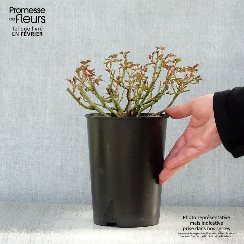 Rosa tappezzante Rigo Bonaparte Vaso da 2L/3L esemplare consegnato in inverno