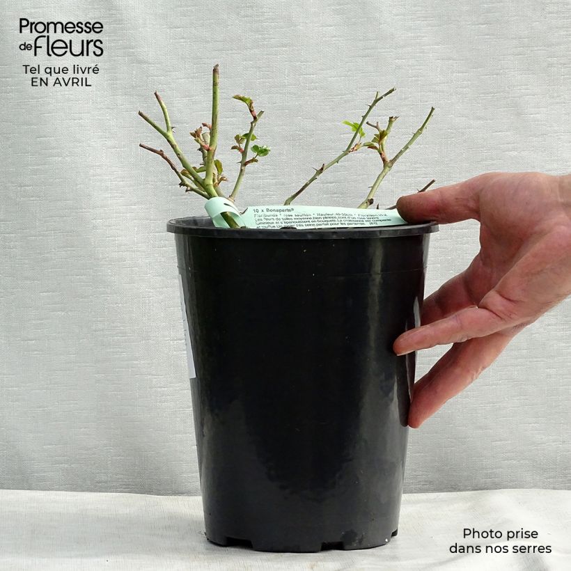 Rosa tappezzante Rigo Bonaparte Vaso da 2L/3L esemplare consegnato in primavera