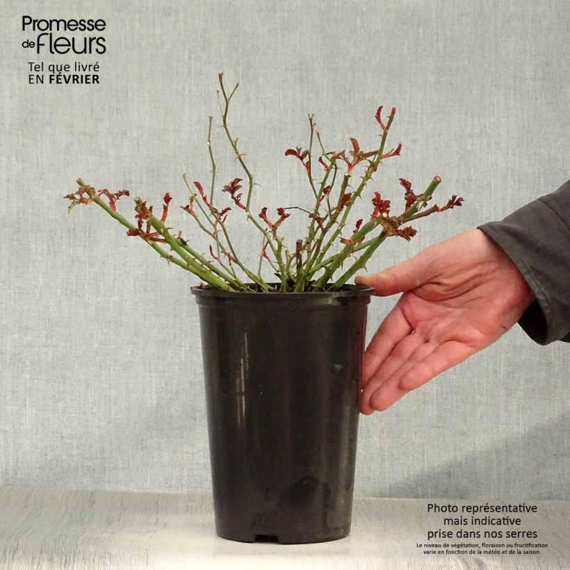 Rosa tappezzante Rigo Néon Vaso da 2L/3L esemplare consegnato in inverno