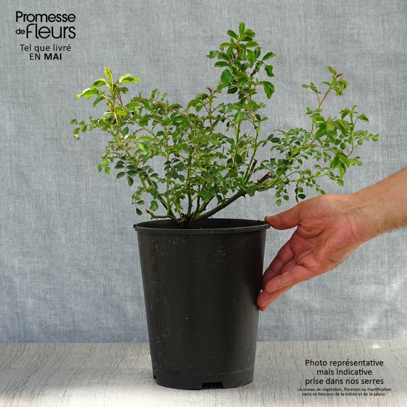 Rosa tappezzante Rigo Néon Vaso da 2L/3L esemplare consegnato in primavera