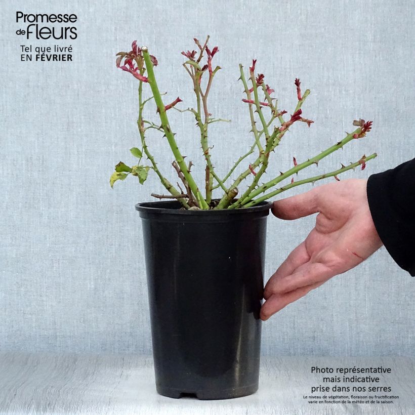 Rosa tappezzante Rigo Rotilia Vaso da 2L/3L esemplare consegnato in inverno