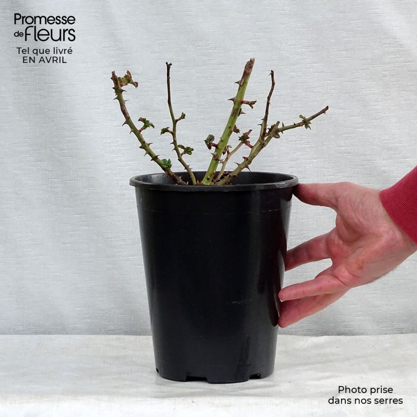 Rosa tappezzante Rigo Rotilia Vaso da 2L/3L esemplare consegnato in primavera