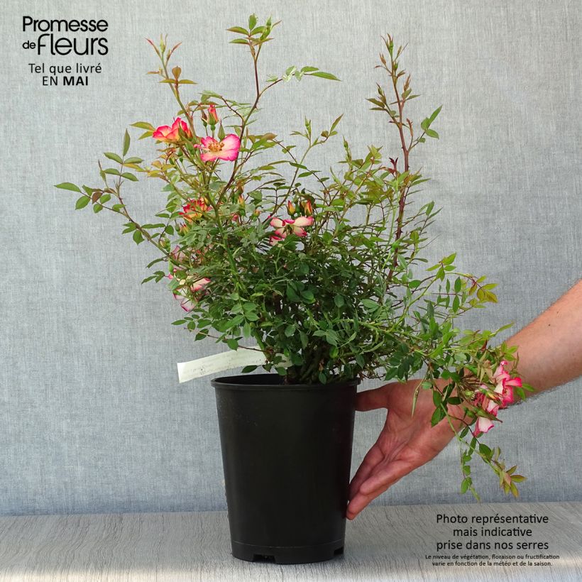 Rosa tappezzante Star Profusion Vaso da 3L/4L esemplare consegnato in primavera