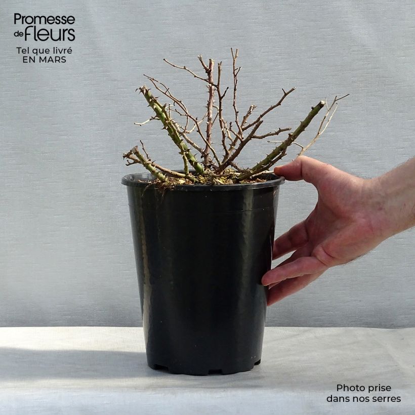 Rosa tappezzante Tapis Rouge Interop Vaso da 2L/3L esemplare consegnato in primavera