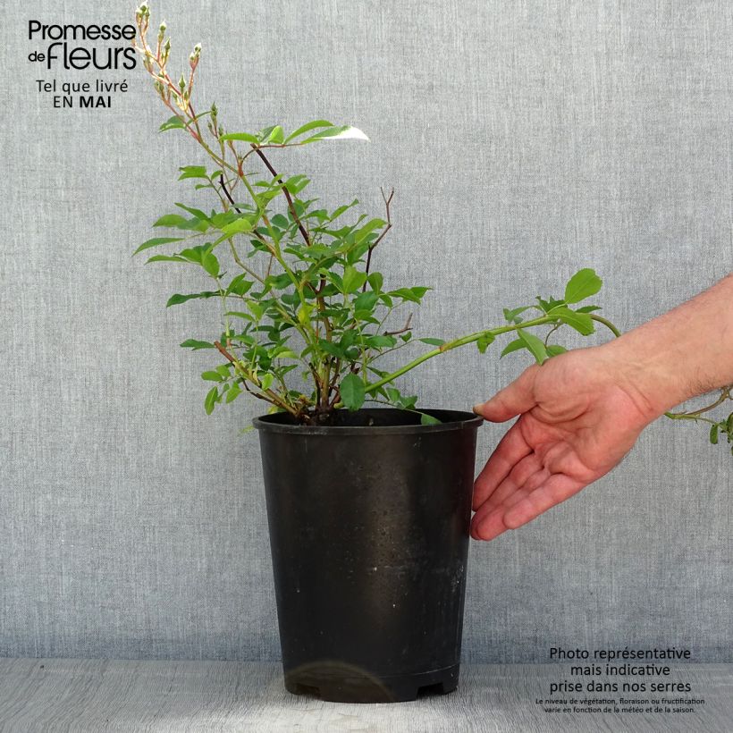 Rosa tappezzante Tapis Volant Vaso da 4L/5L esemplare consegnato in primavera