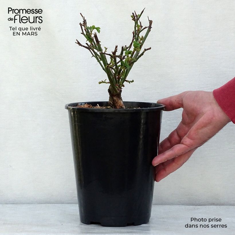 Rosa tappezzante The Fairy Vaso da 4L/5L esemplare consegnato in inverno