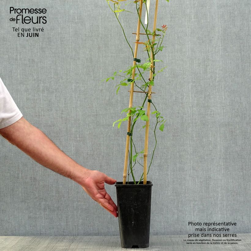 Rosa banksiae var. banksiae Alba Plena - Rosa di Lady Banks Vaso da 2L/3L esemplare consegnato in primavera