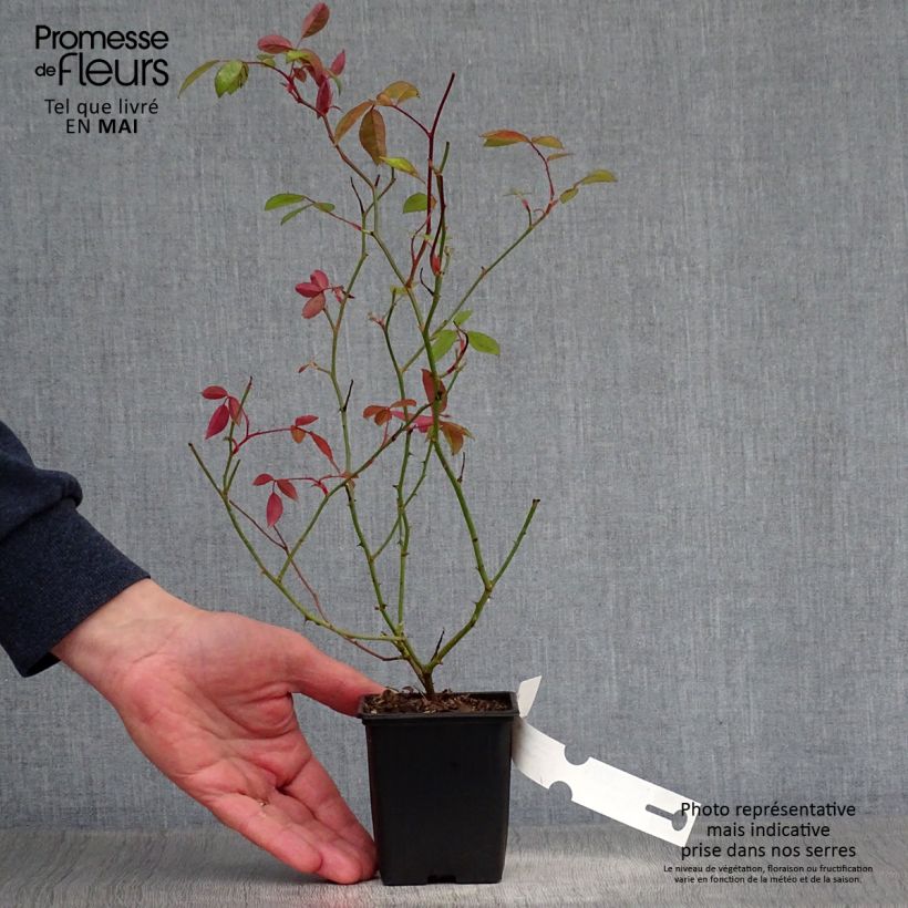 Rosa banksiae Lutea - Rosa di Lady Banks Vasetto da 8/9 cm esemplare consegnato in primavera