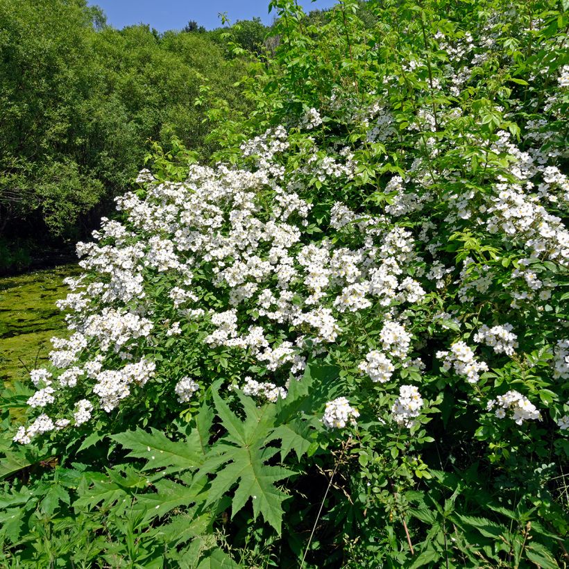 Rosa arvensis - Rosa cavallina (Porto)