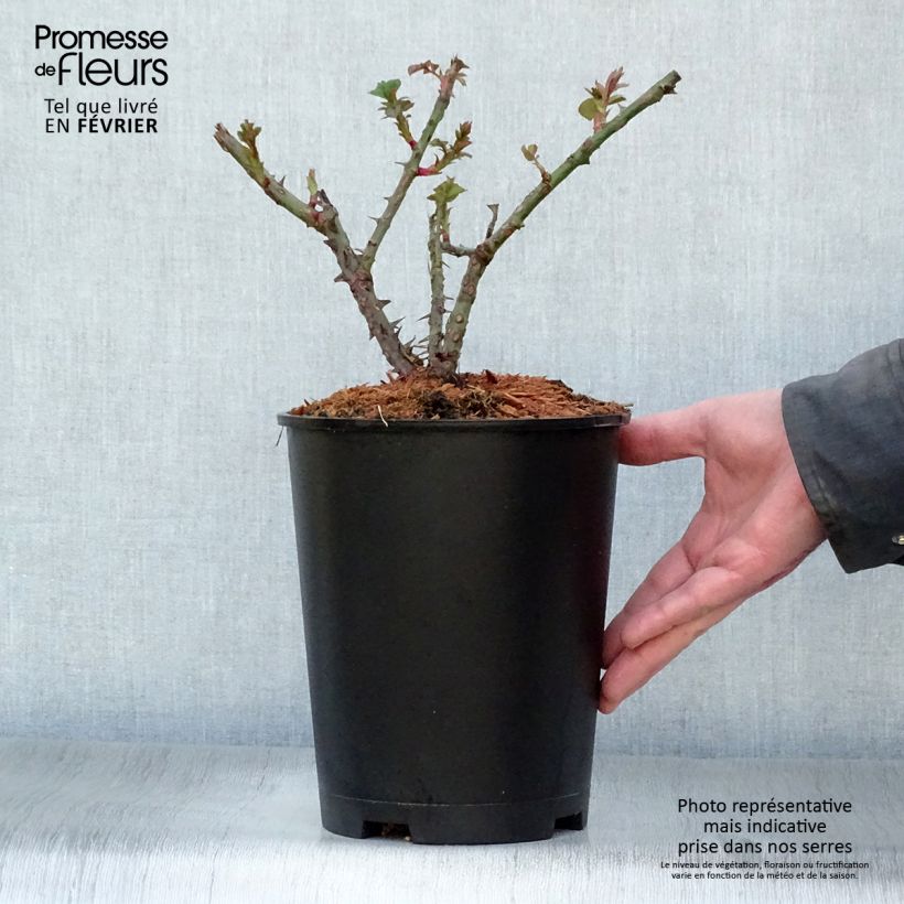 Rosa Aloha ancien - Rosa rampicante Vaso da 4L/5L esemplare consegnato in inverno