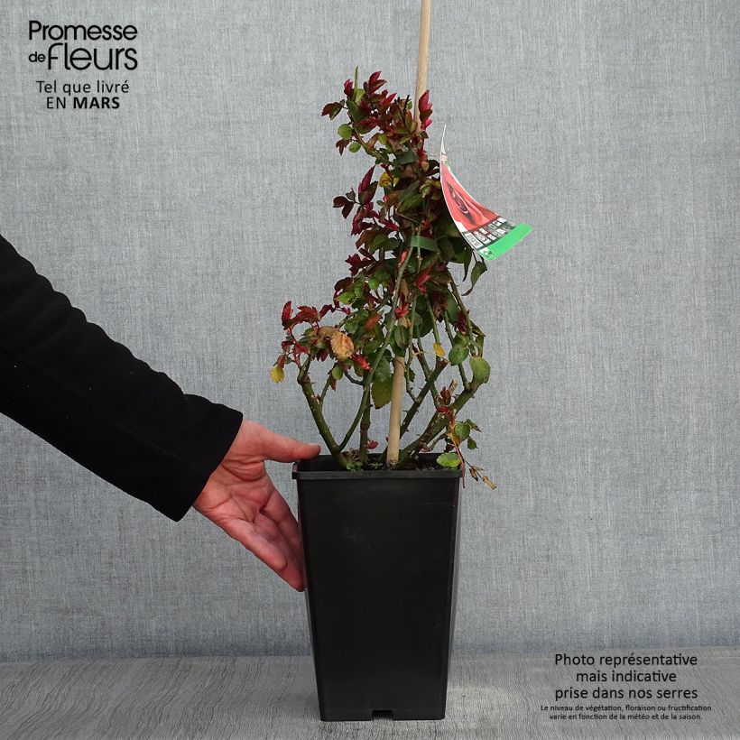 Rosa rampicante Amadeus Vaso da 4L/5L esemplare consegnato in inverno