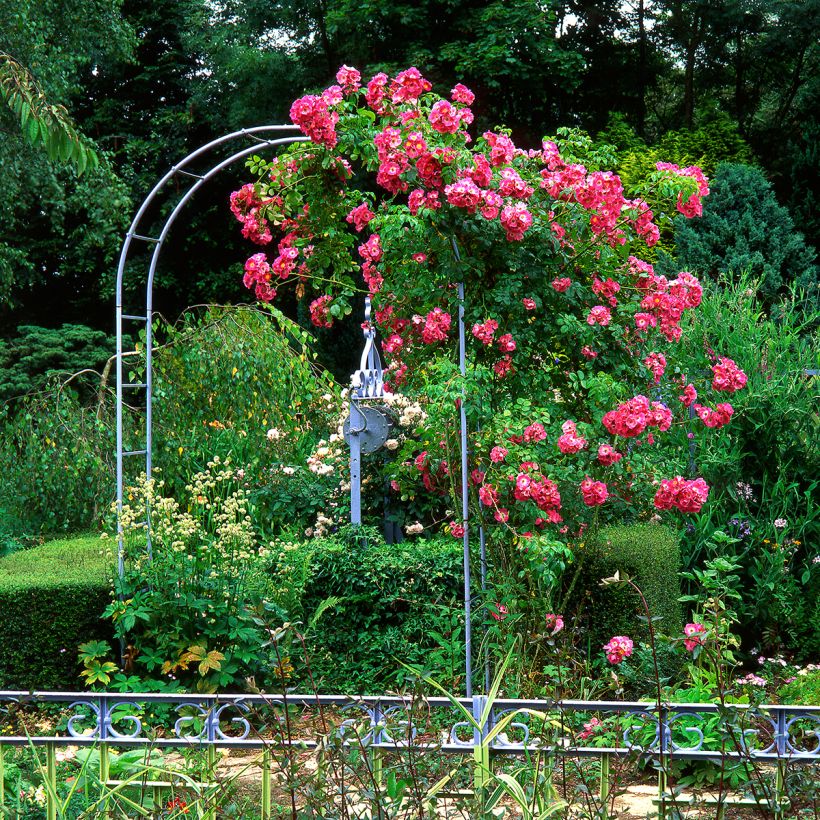 Rosa wichurana American Pillar - Rosa rampicante (Porto)