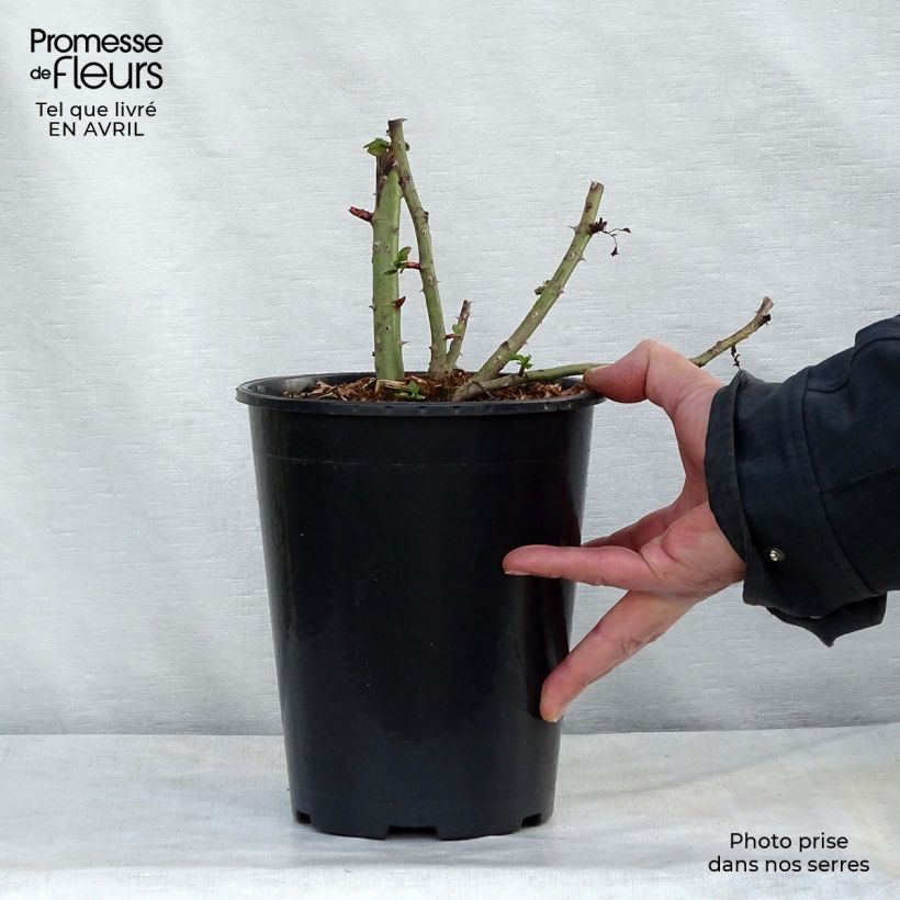 Rosa rampicante Blaze Superior Vaso da 4L/5L esemplare consegnato in primavera