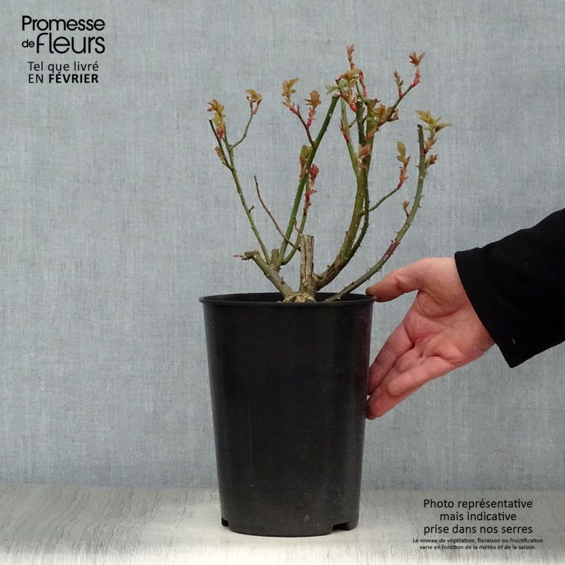 Rosa rampicante Blaze Superior Vaso da 4L/5L esemplare consegnato in inverno