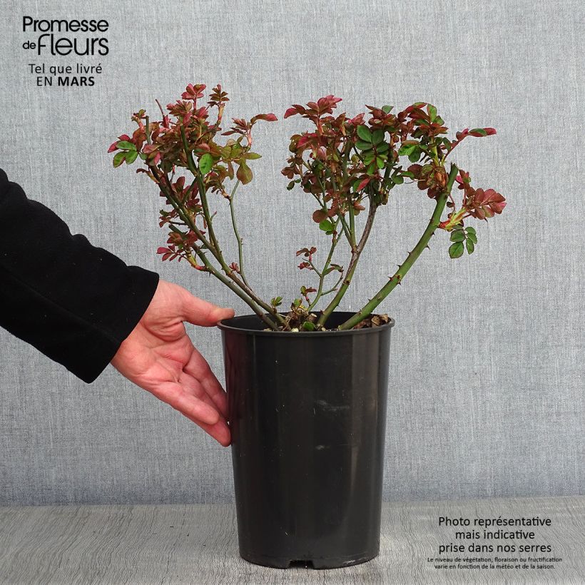 Rosa rampicante Clair Matin Vaso da 4L/5L esemplare consegnato in inverno