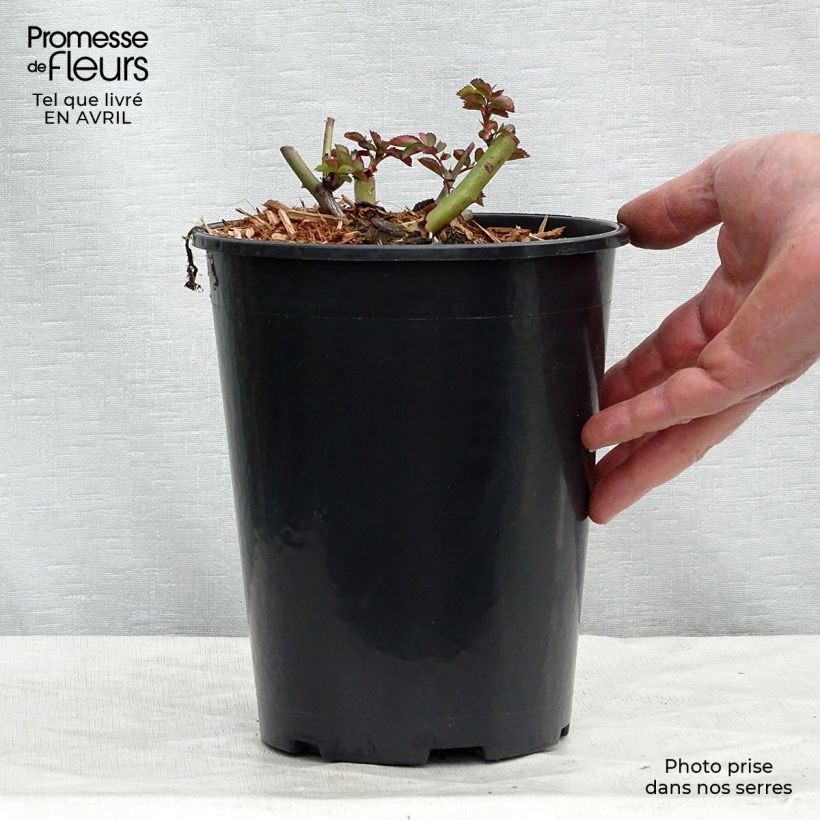 Rosa rampicante Clair Matin Vaso da 4L/5L esemplare consegnato in primavera