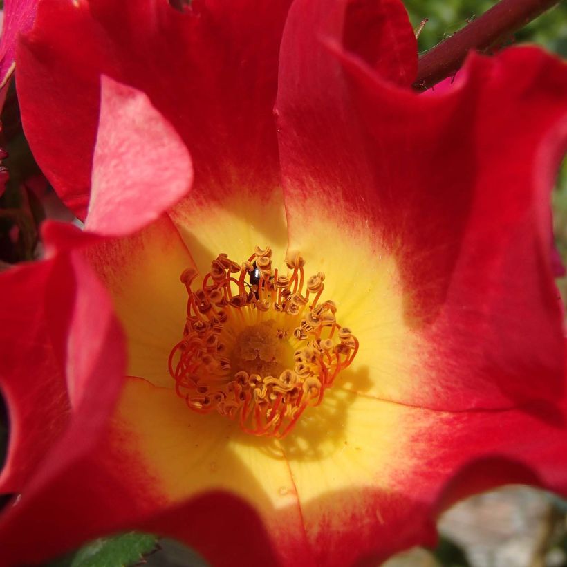 Rosa rampicante Cocktail (Fioritura)