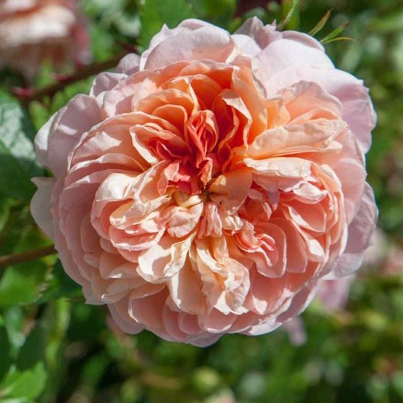Rosa rampicante Colette (Fioritura)