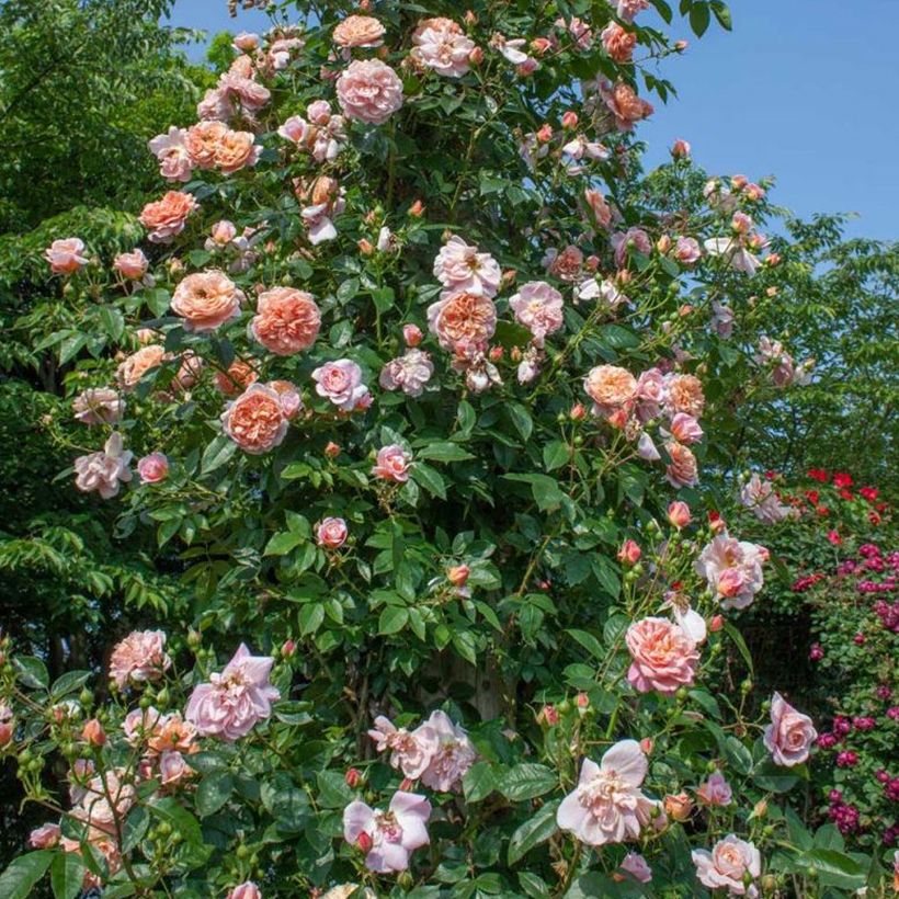 Rosa rampicante Colette (Porto)