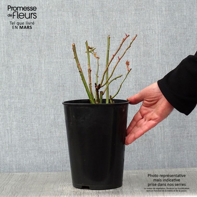 Rosa rampicante Coral Dawn Vaso da 4L/5L esemplare consegnato in inverno