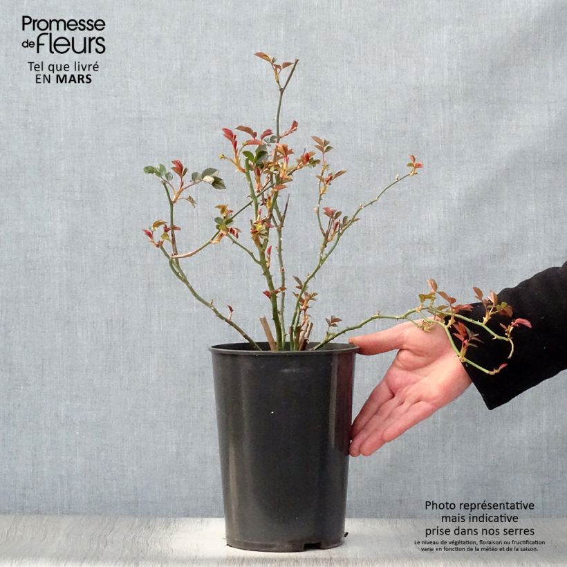 Rosa rampicante Coral Dawn Vaso da 4L/5L esemplare consegnato in primavera